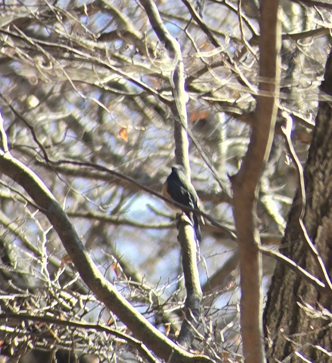 Red-flanked Bluetail - ML647740071