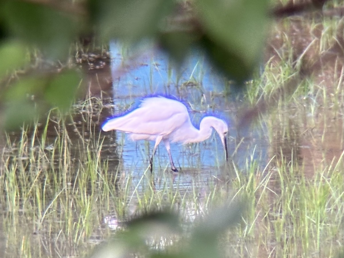 Little Egret - ML647740075