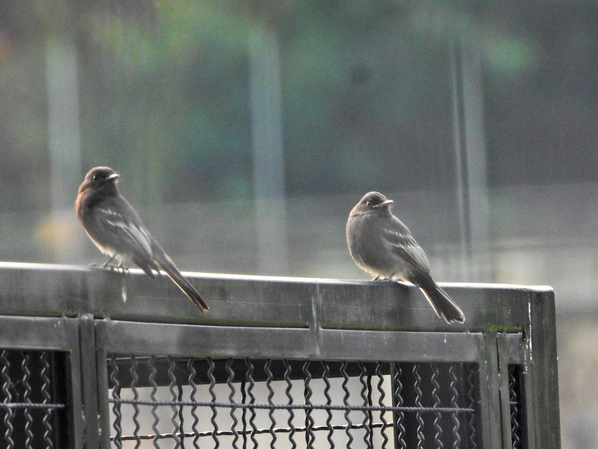 Black Phoebe - ML647740080