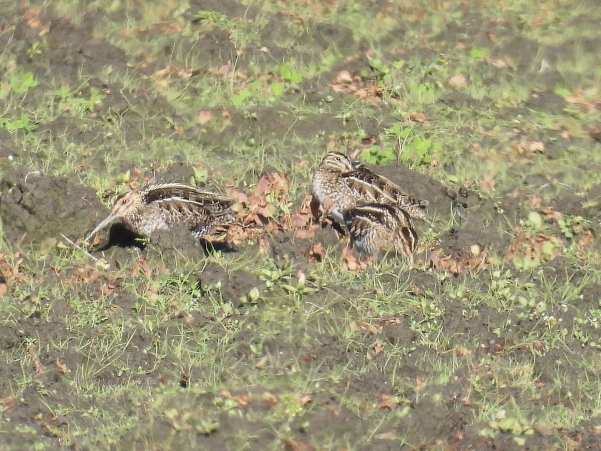 Wilson Suçulluğu - ML647740089