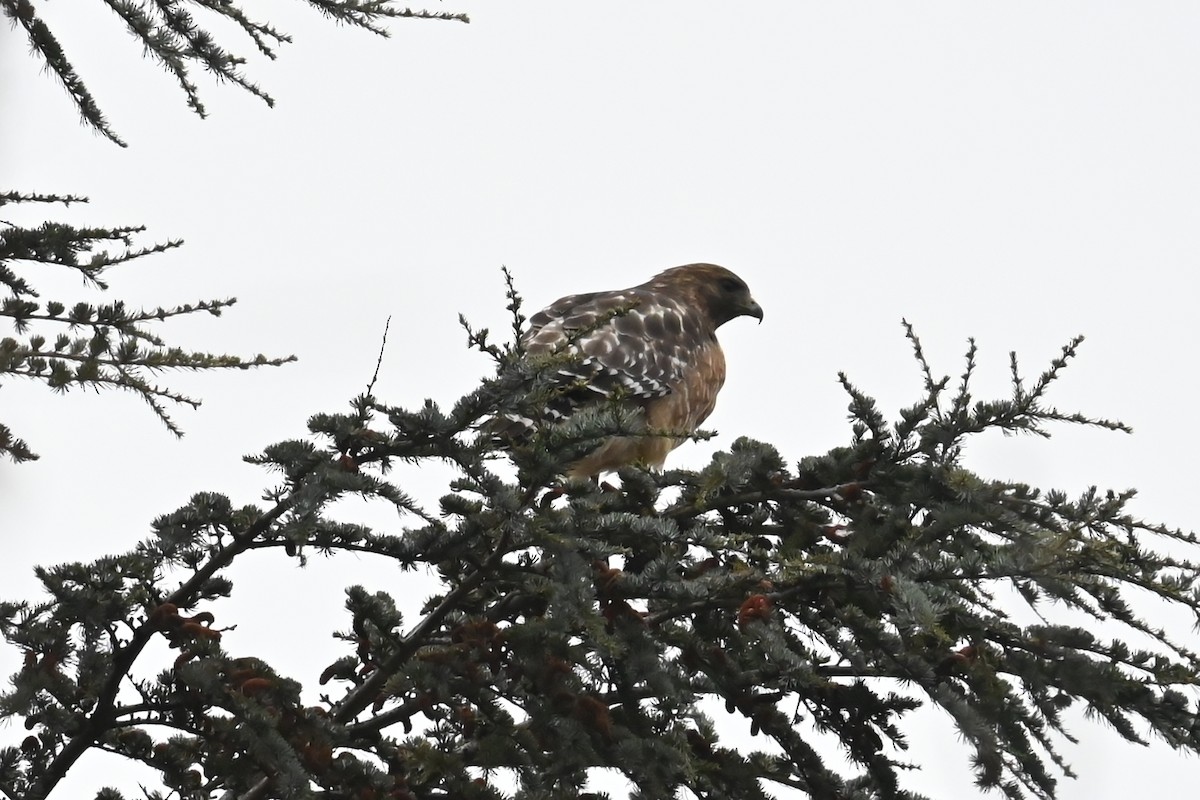 Канюк рудоплечий - ML647740098