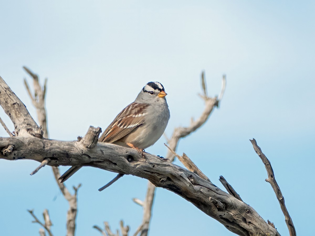 White-crowned Sparrow - ML647740105