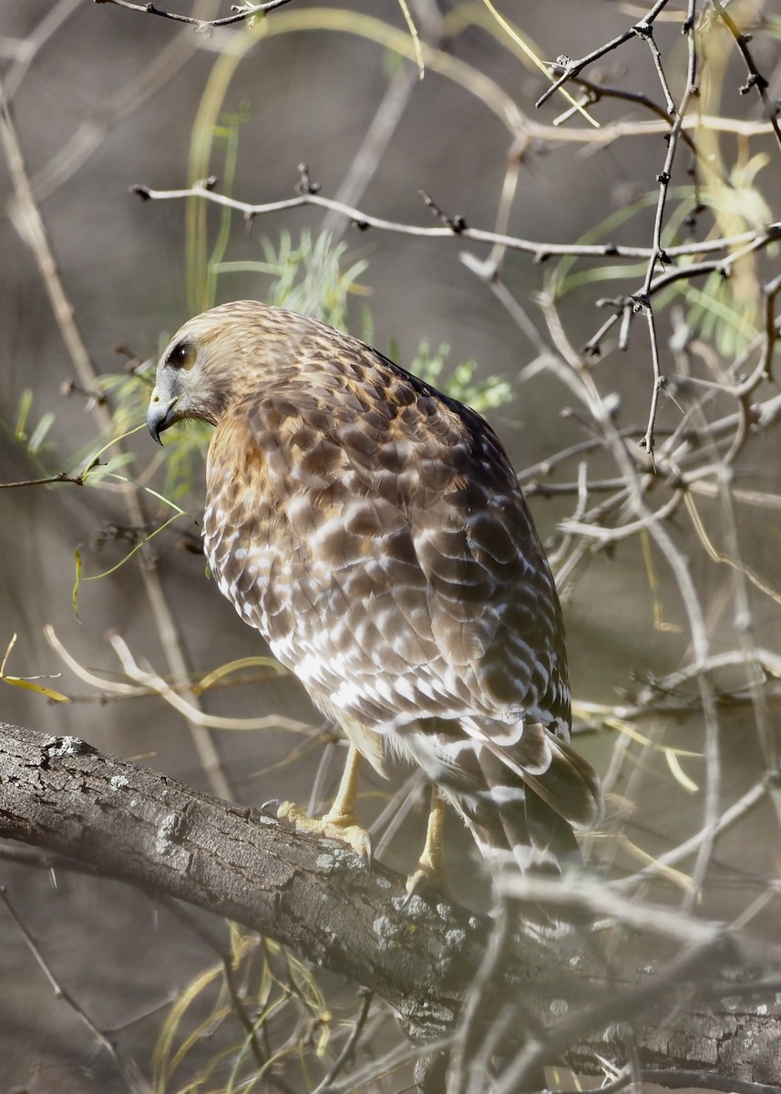 Red-shouldered Hawk - ML647740114