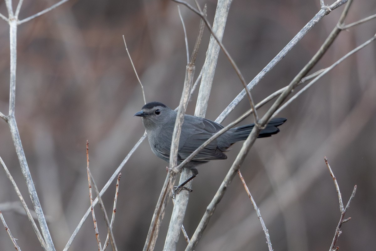 Gray Catbird - ML647740118