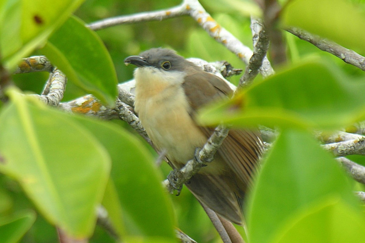 Dark-billed Cuckoo - ML647740121