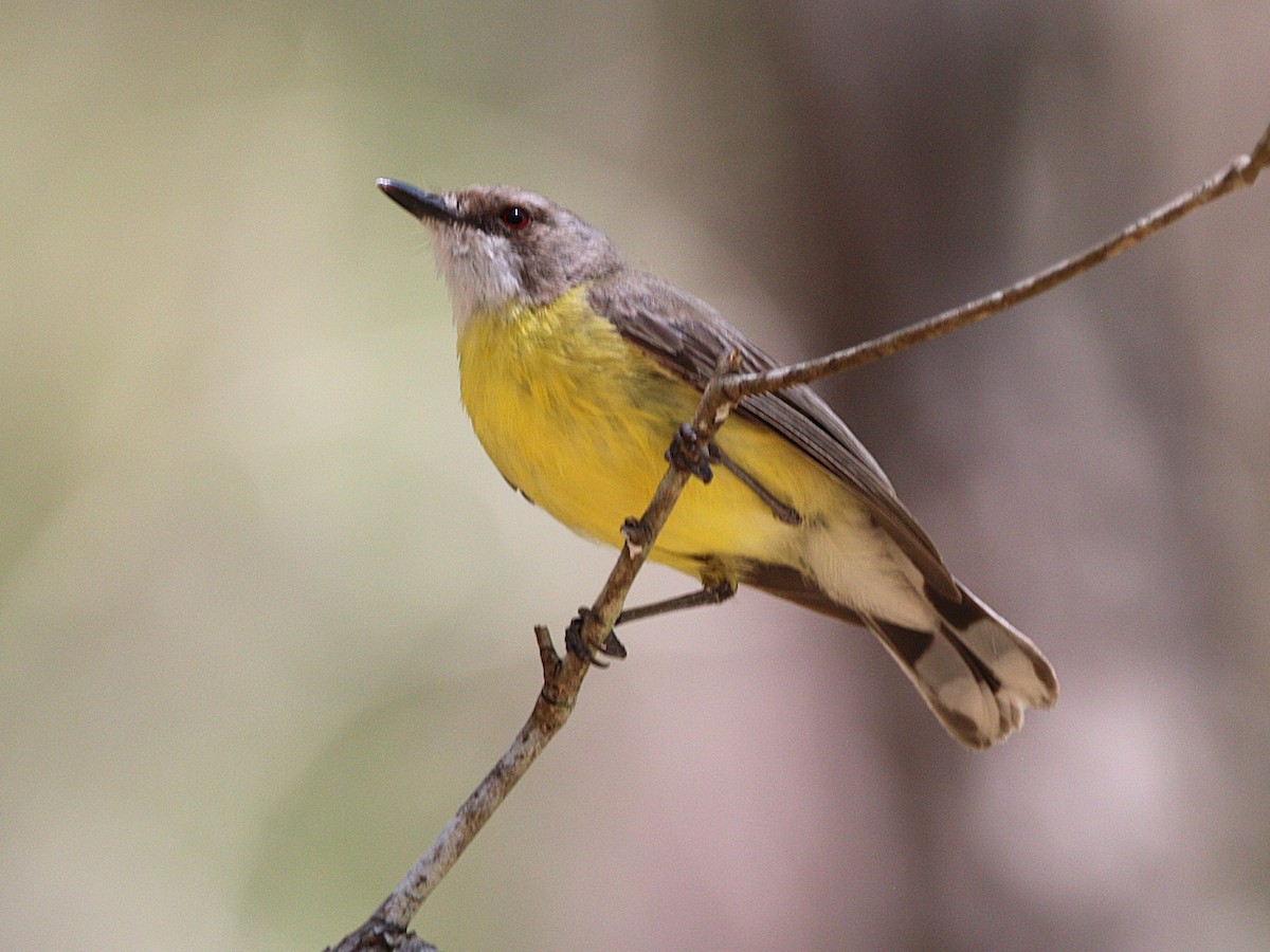 White-throated Gerygone - ML647740122