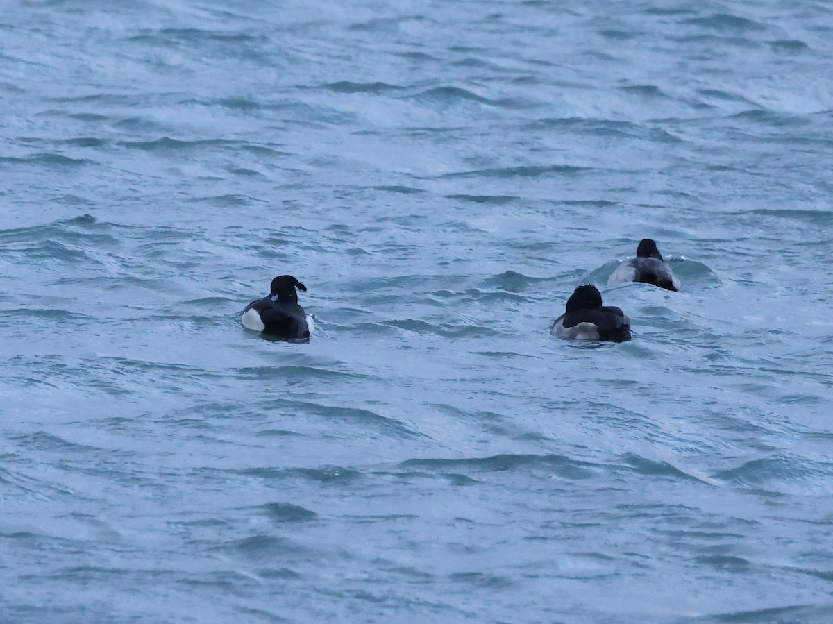 Tufted Duck - ML647740128