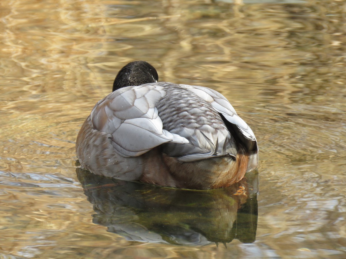 Mallard (Domestic type) - ML647740129
