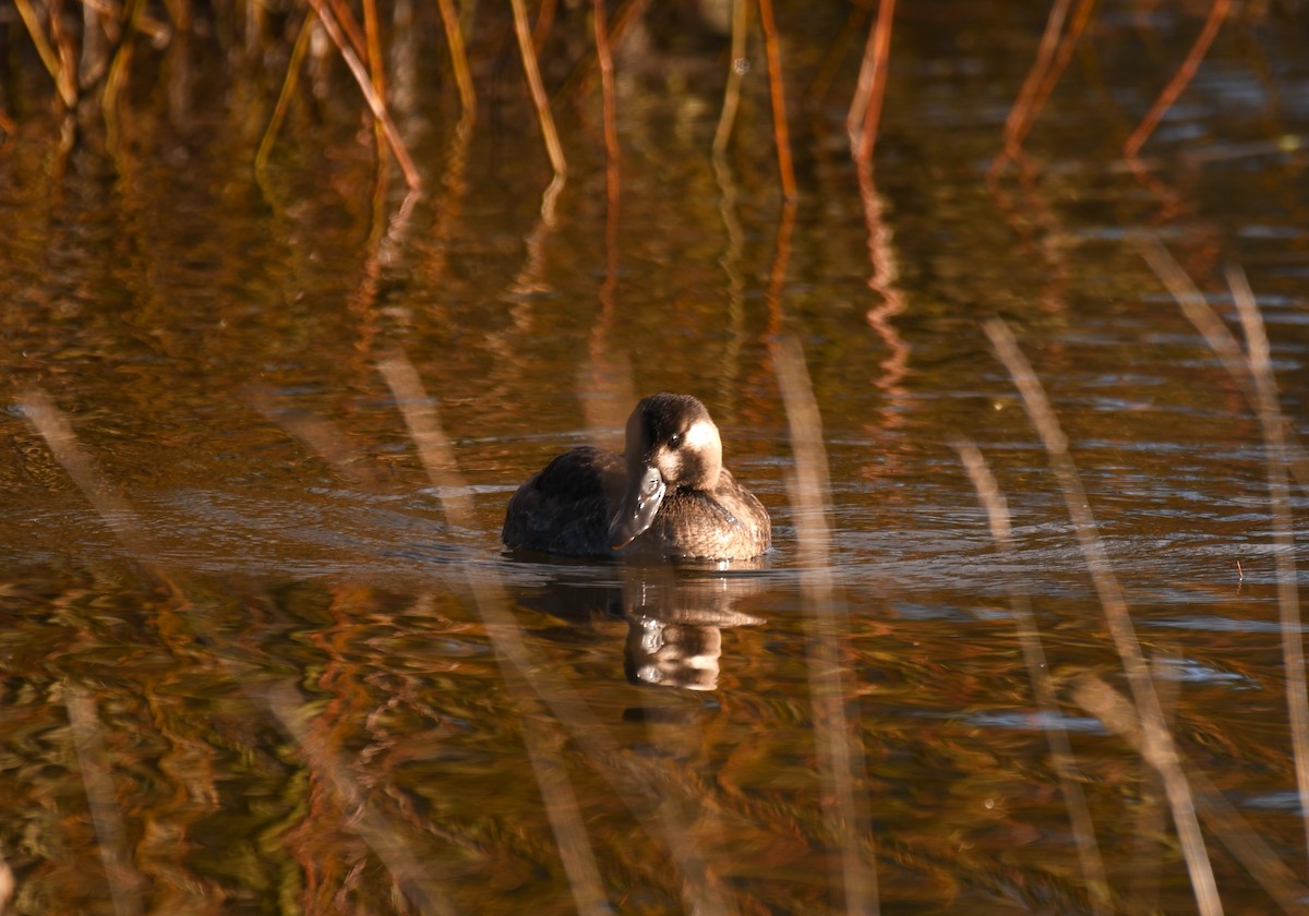 Surf Scoter - ML647740132