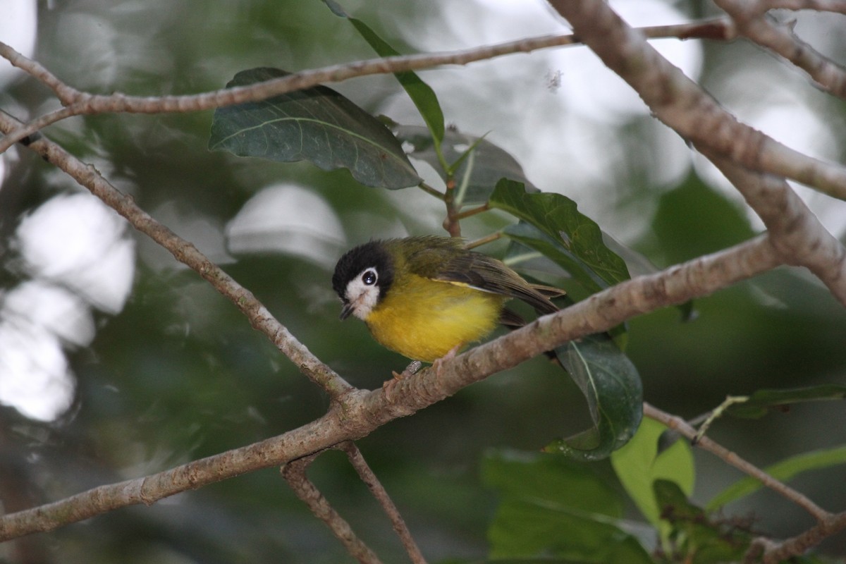 White-faced Robin - ML647740133