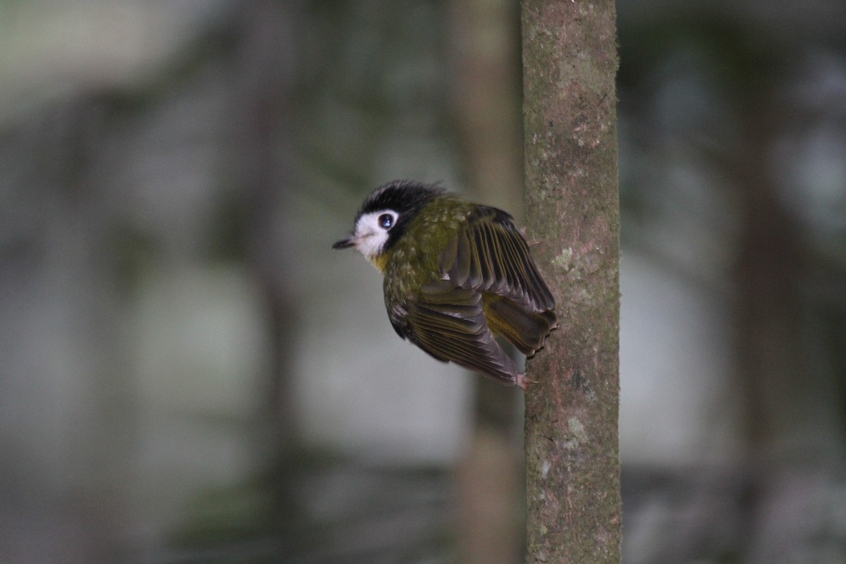 White-faced Robin - ML647740134