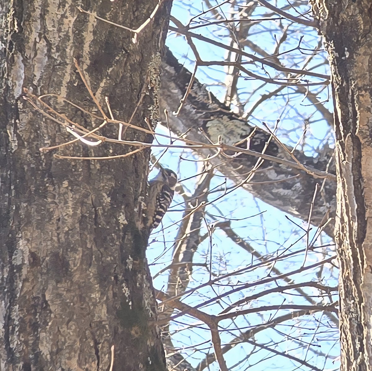 Japanese Pygmy Woodpecker - ML647740135