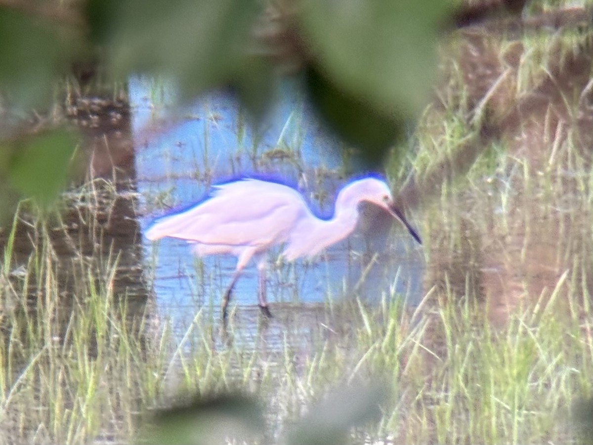 Little Egret - ML647740136