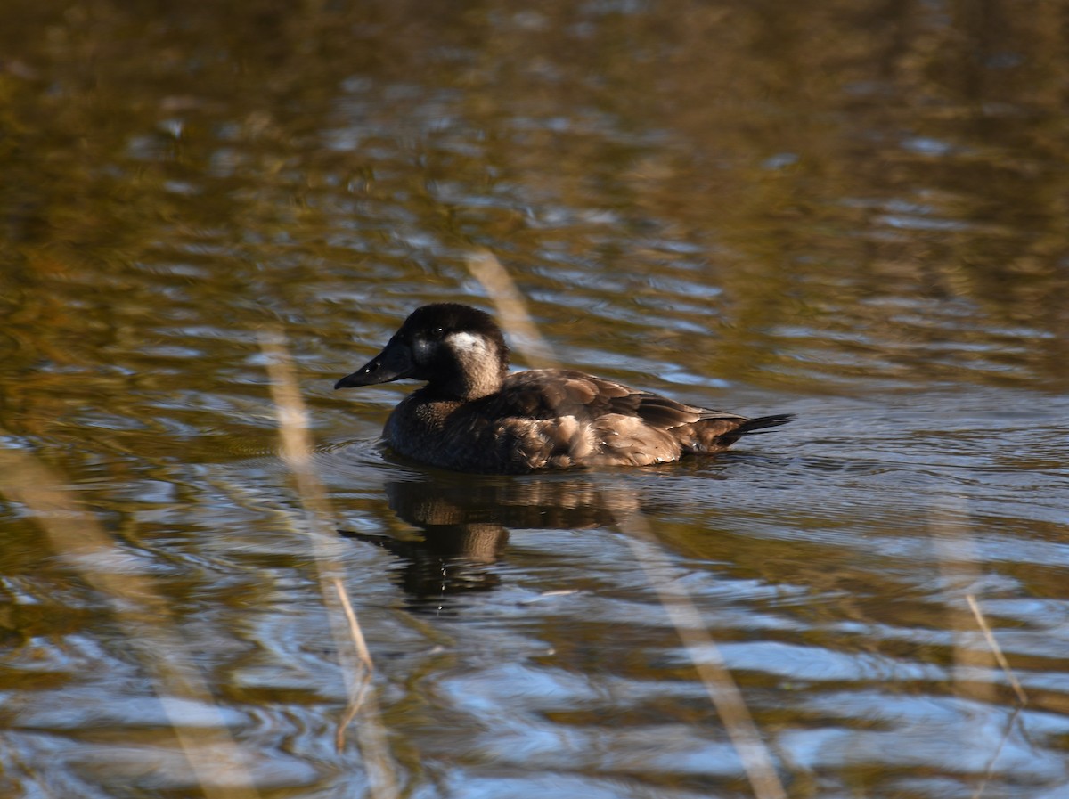 Surf Scoter - ML647740137
