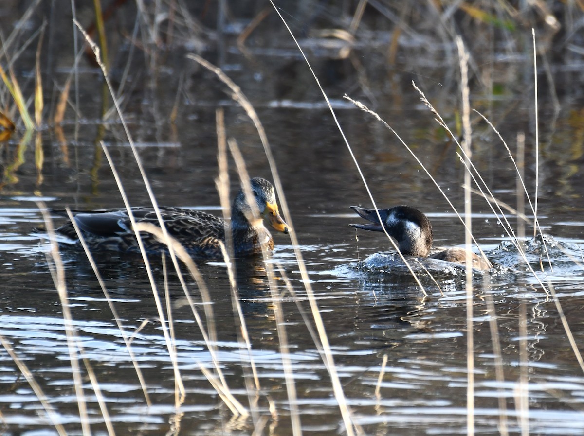 Surf Scoter - ML647740138