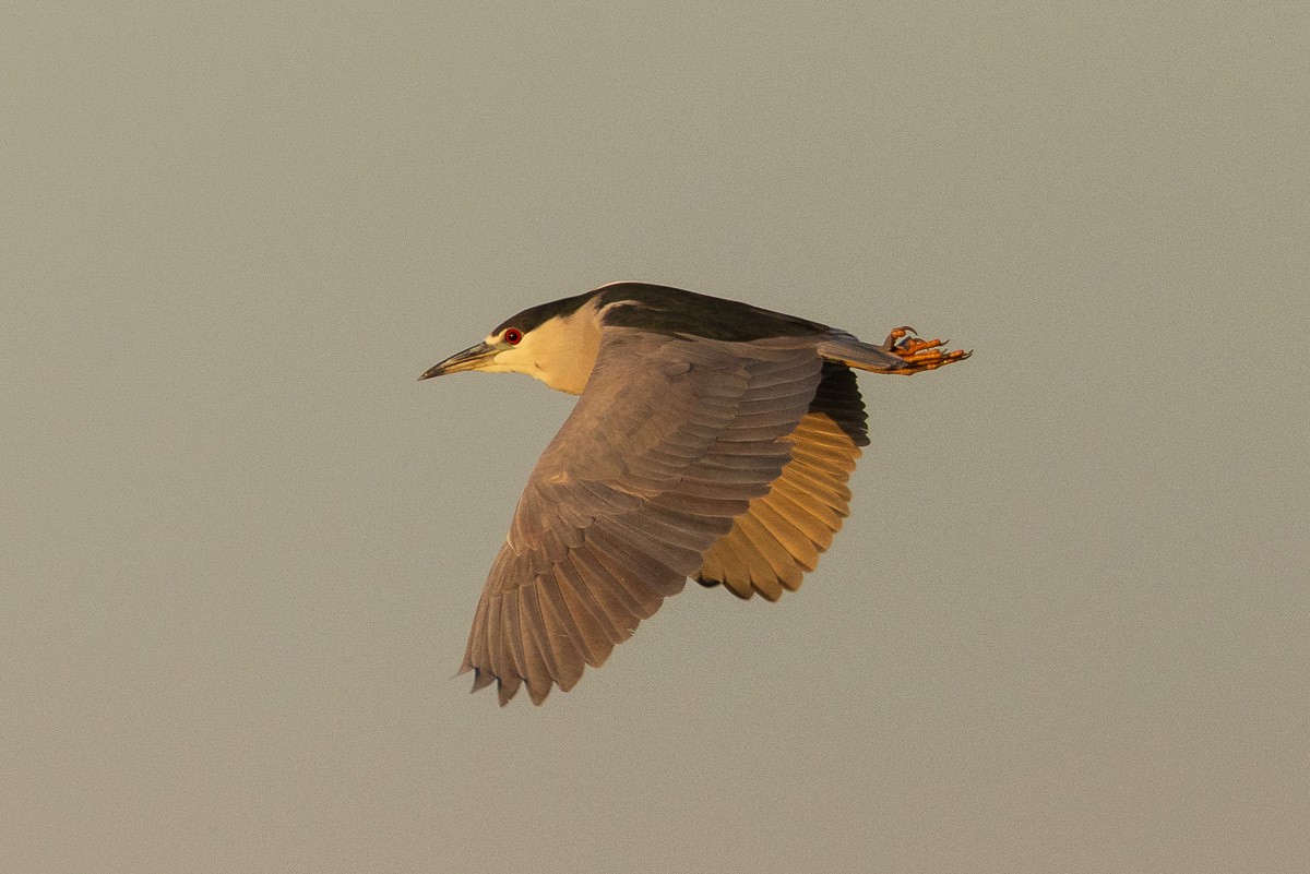 Black-crowned Night Heron - ML647740140