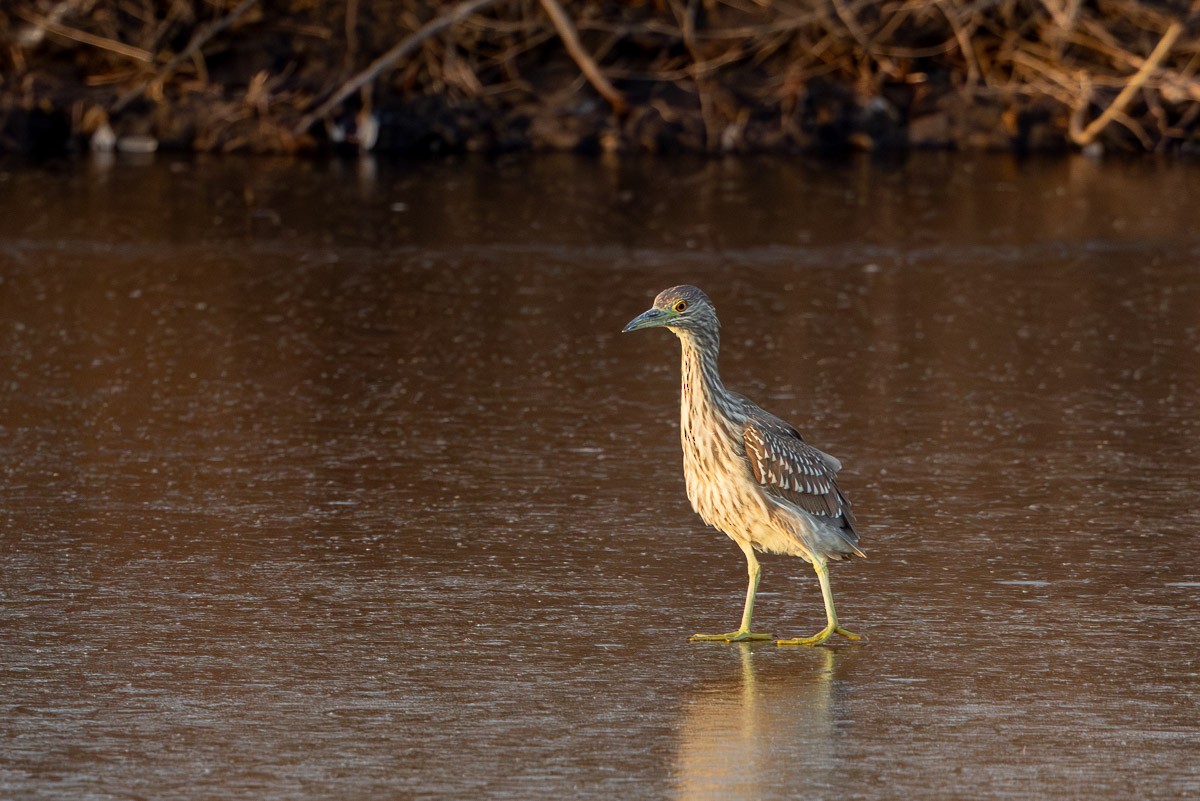 Black-crowned Night Heron - ML647740141