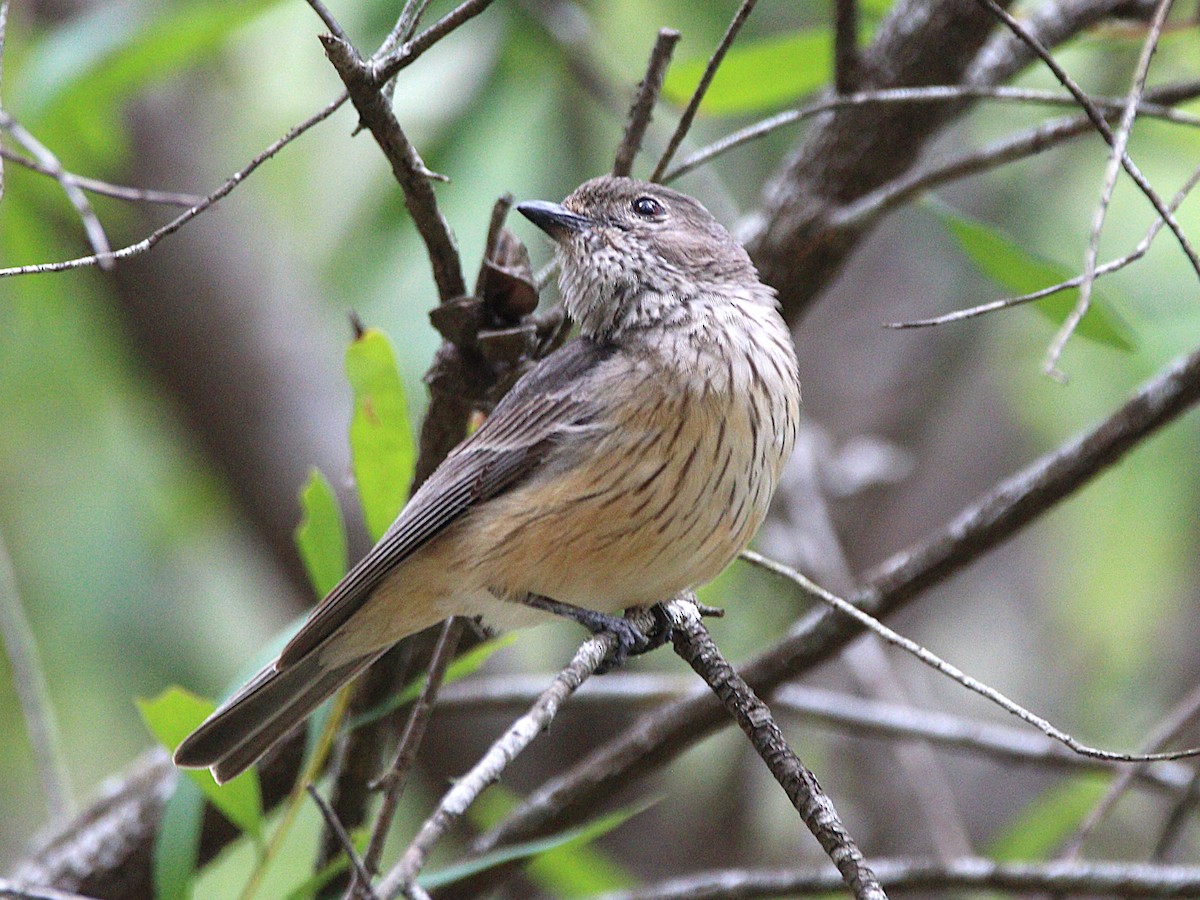 Rufous Whistler - ML647740142