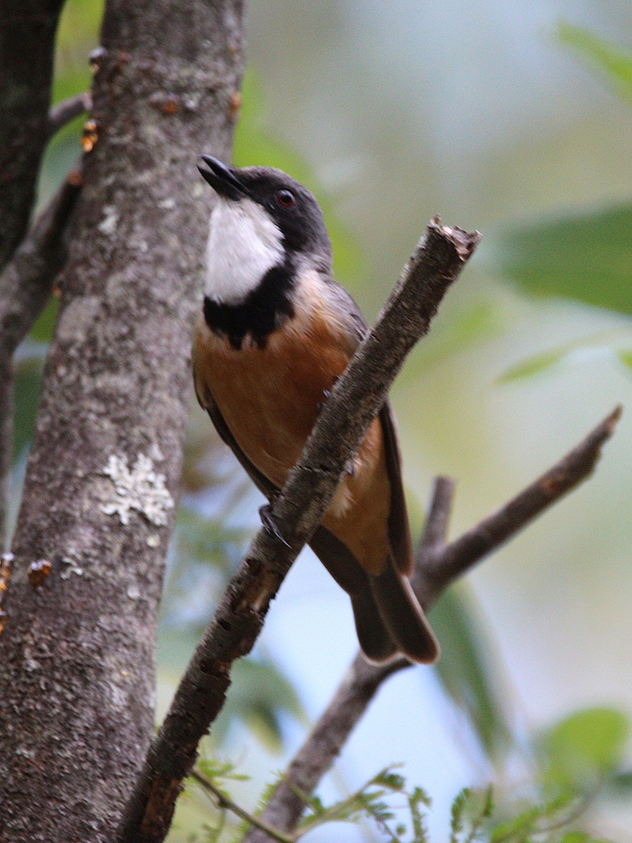 Rufous Whistler - ML647740143