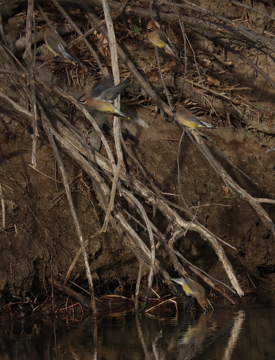 Cedar Waxwing - ML647740152