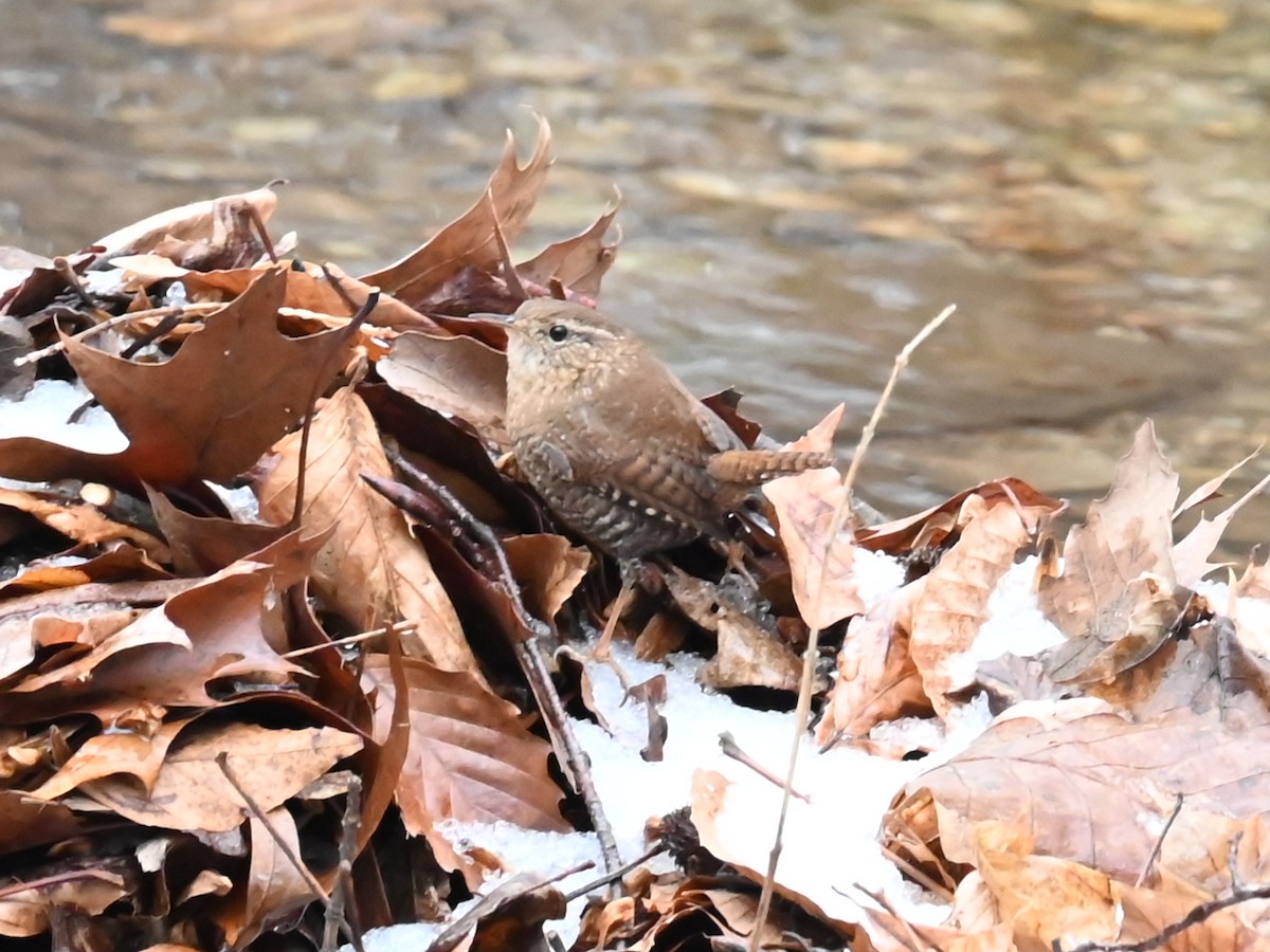 Winter Wren - ML647740153