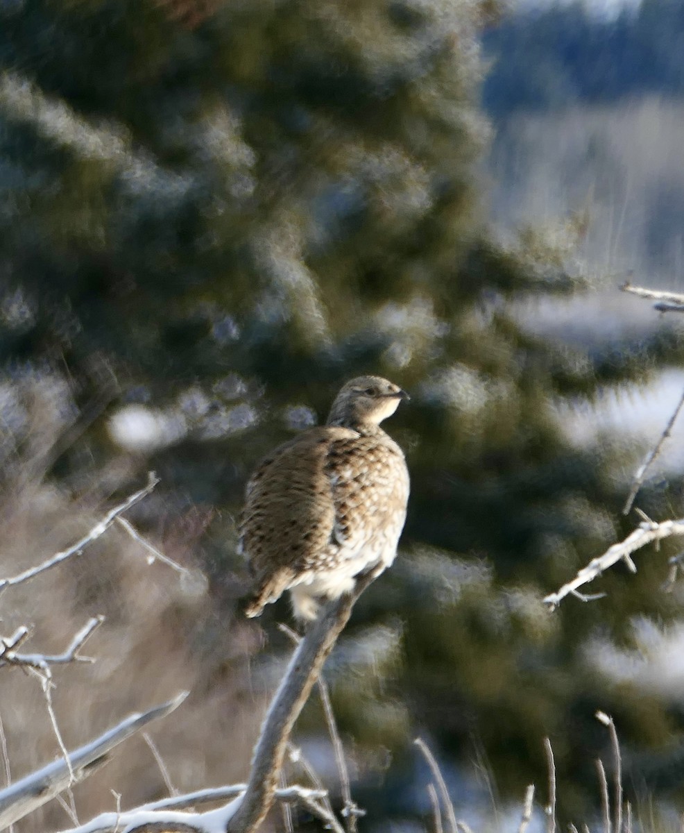 Sharp-tailed Grouse - ML647740154