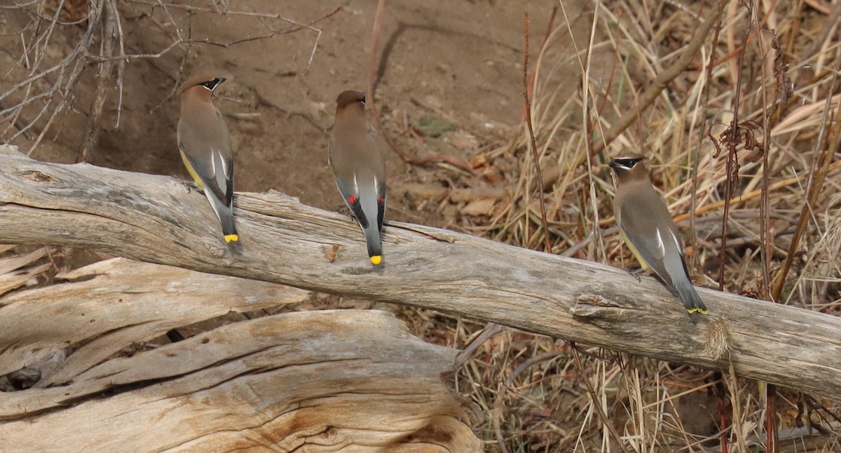 Cedar Waxwing - ML647740156