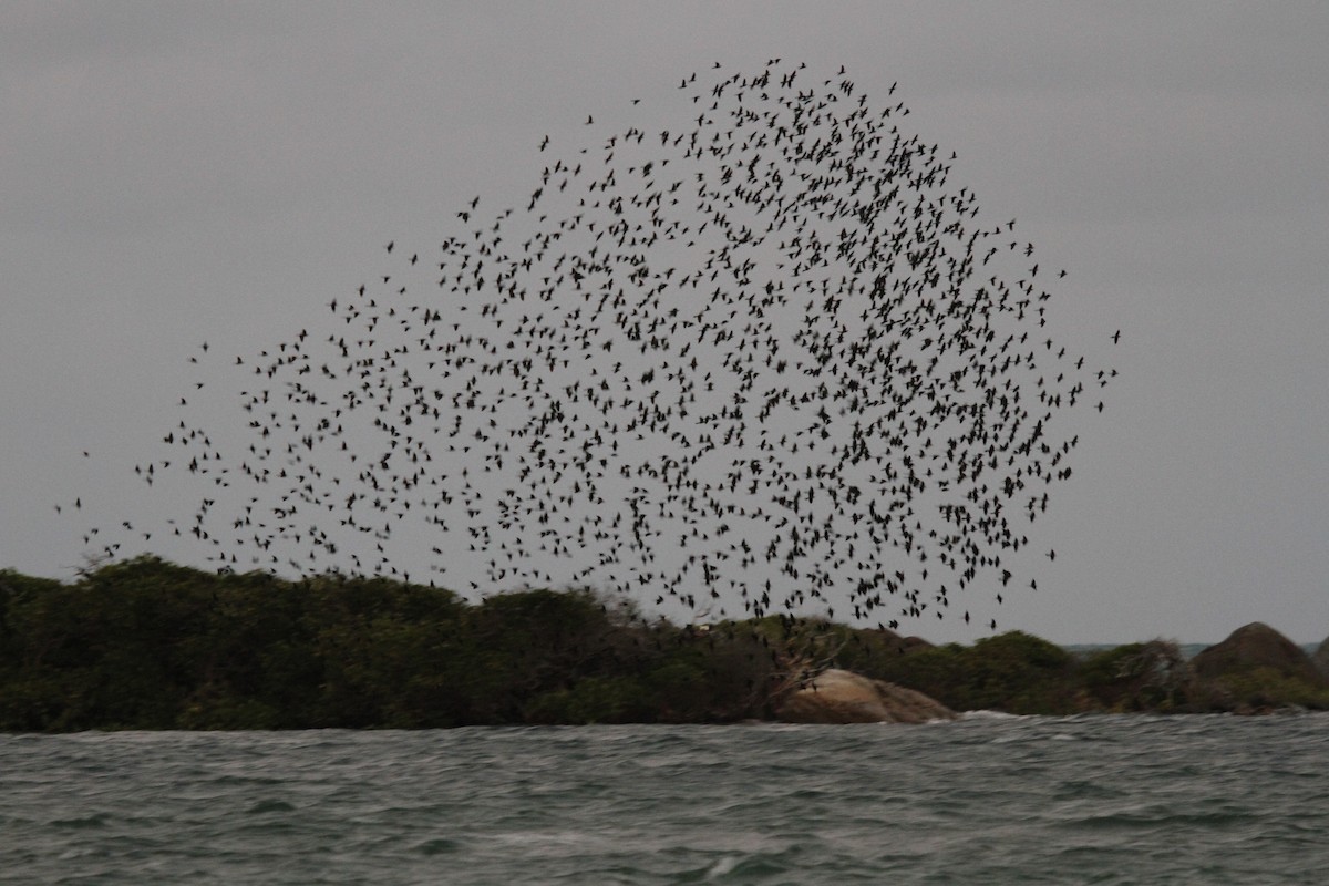 Metallic Starling - ML647740157