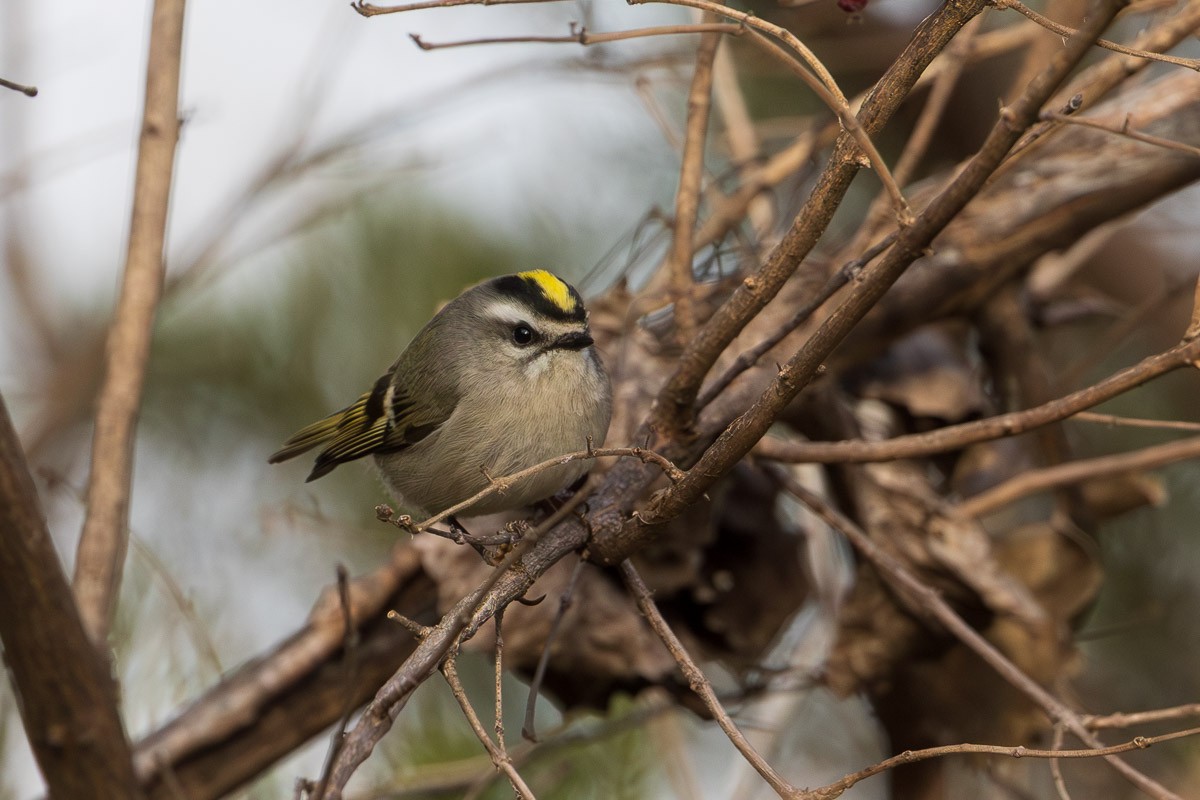Golden-crowned Kinglet - ML647740168