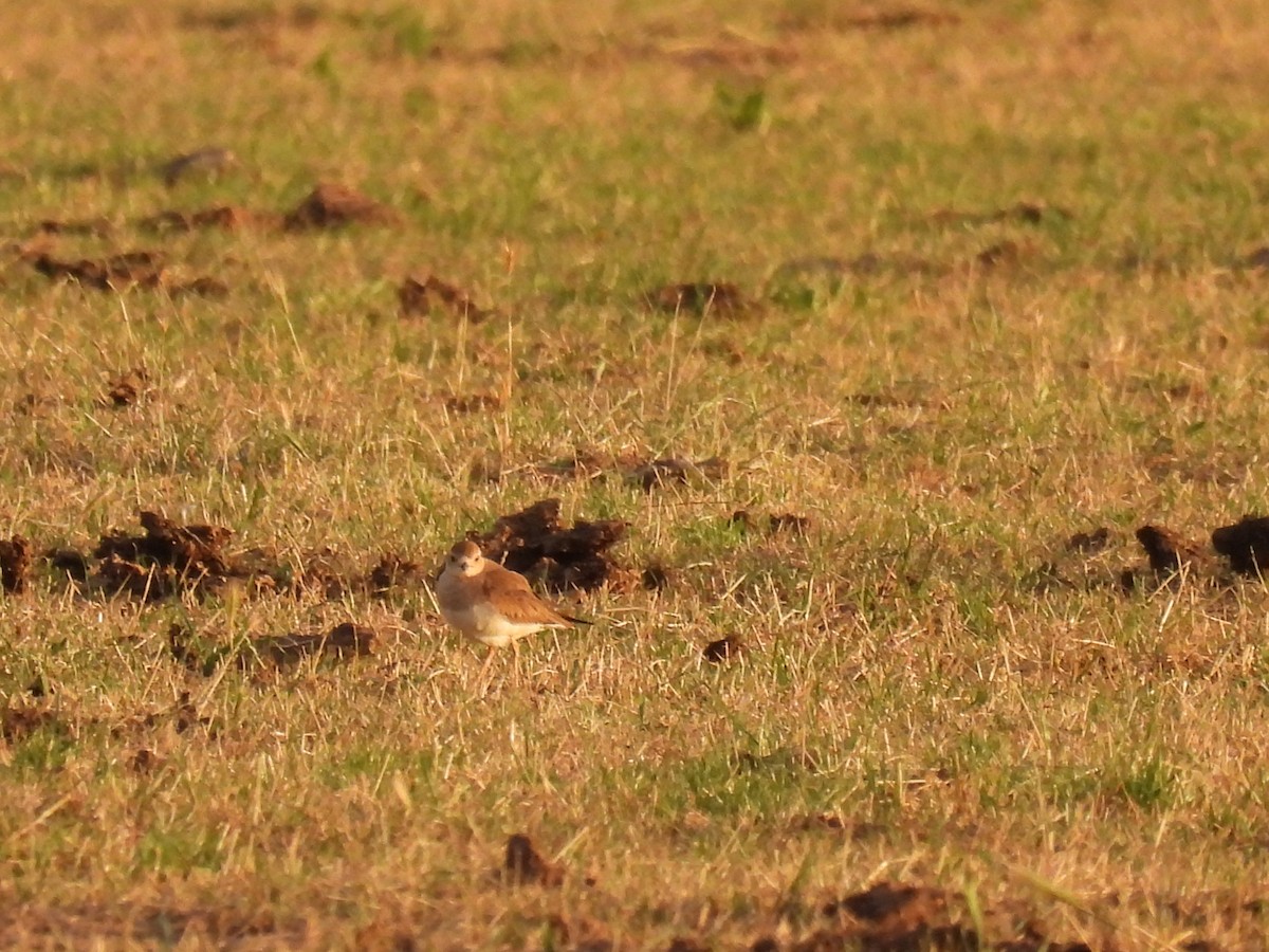 Oriental Plover - ML647740176