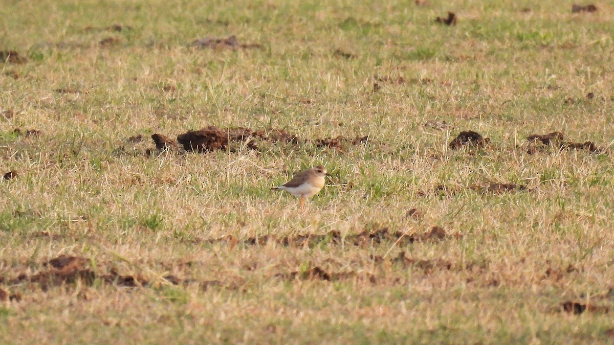 Oriental Plover - ML647740179