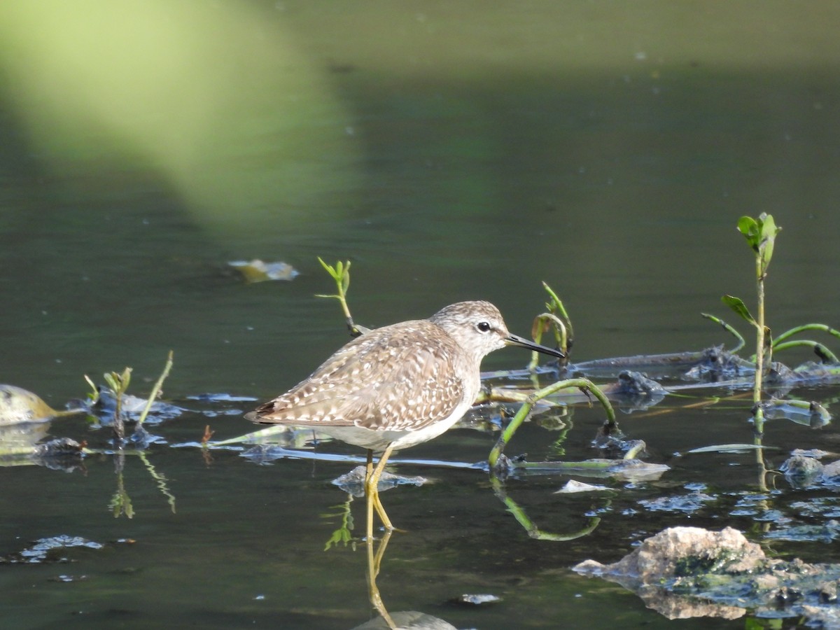 vodouš bahenní - ML647740181