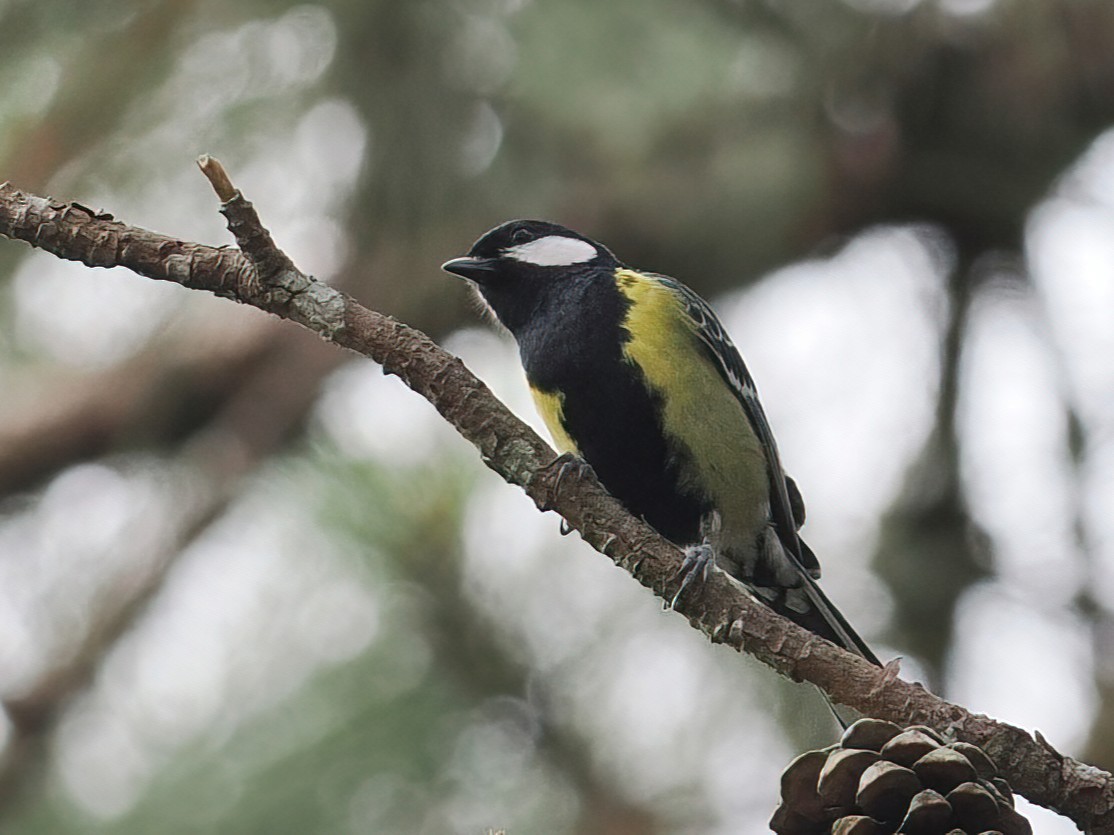 Bergkohlmeise - ML647740193