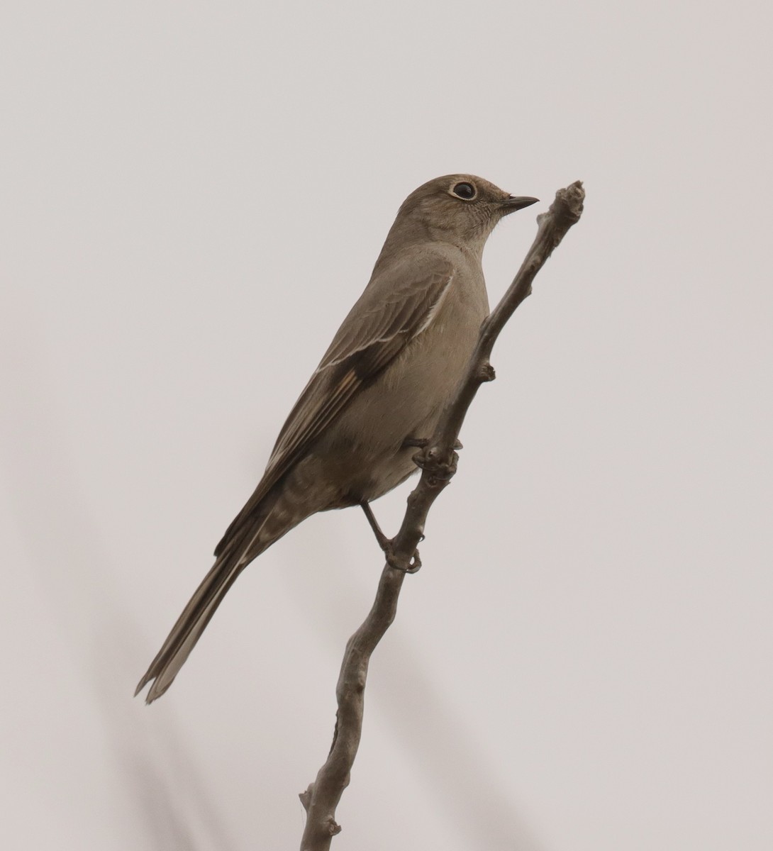 Townsend's Solitaire - ML647740194