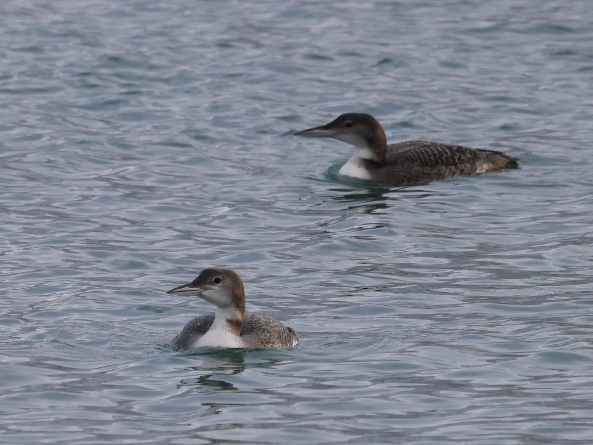 Common Loon - ML647740196
