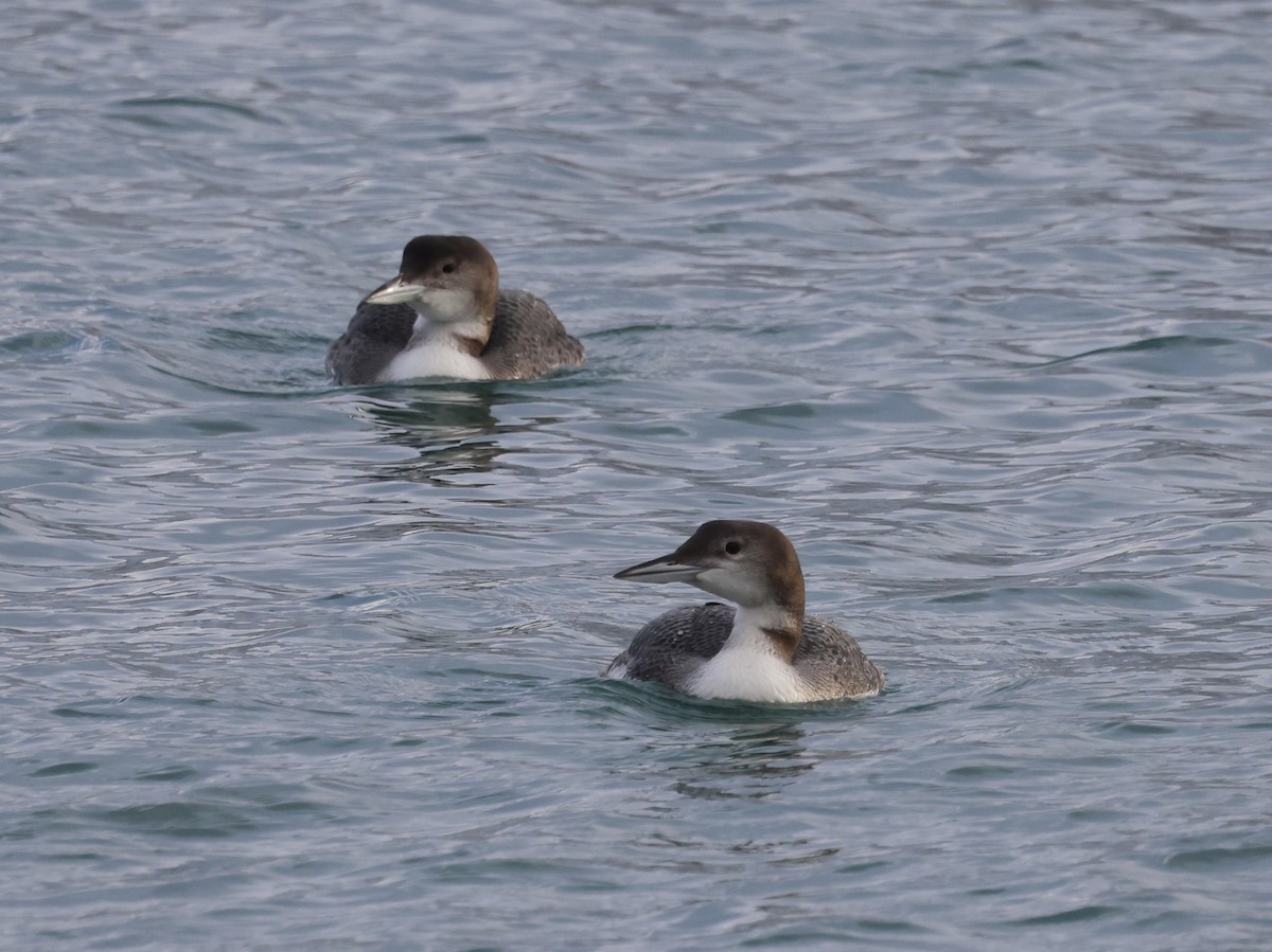 Common Loon - ML647740197