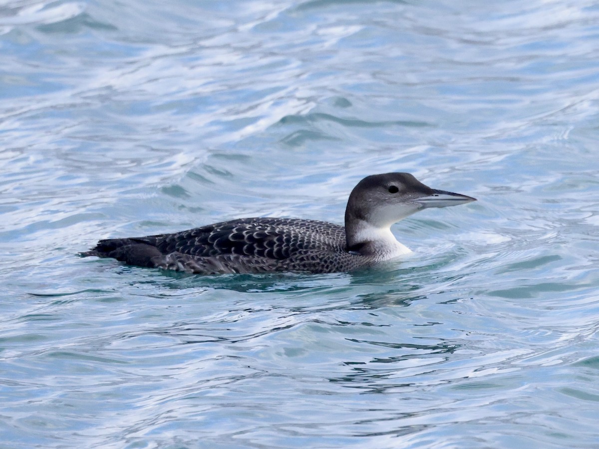 Common Loon - ML647740199