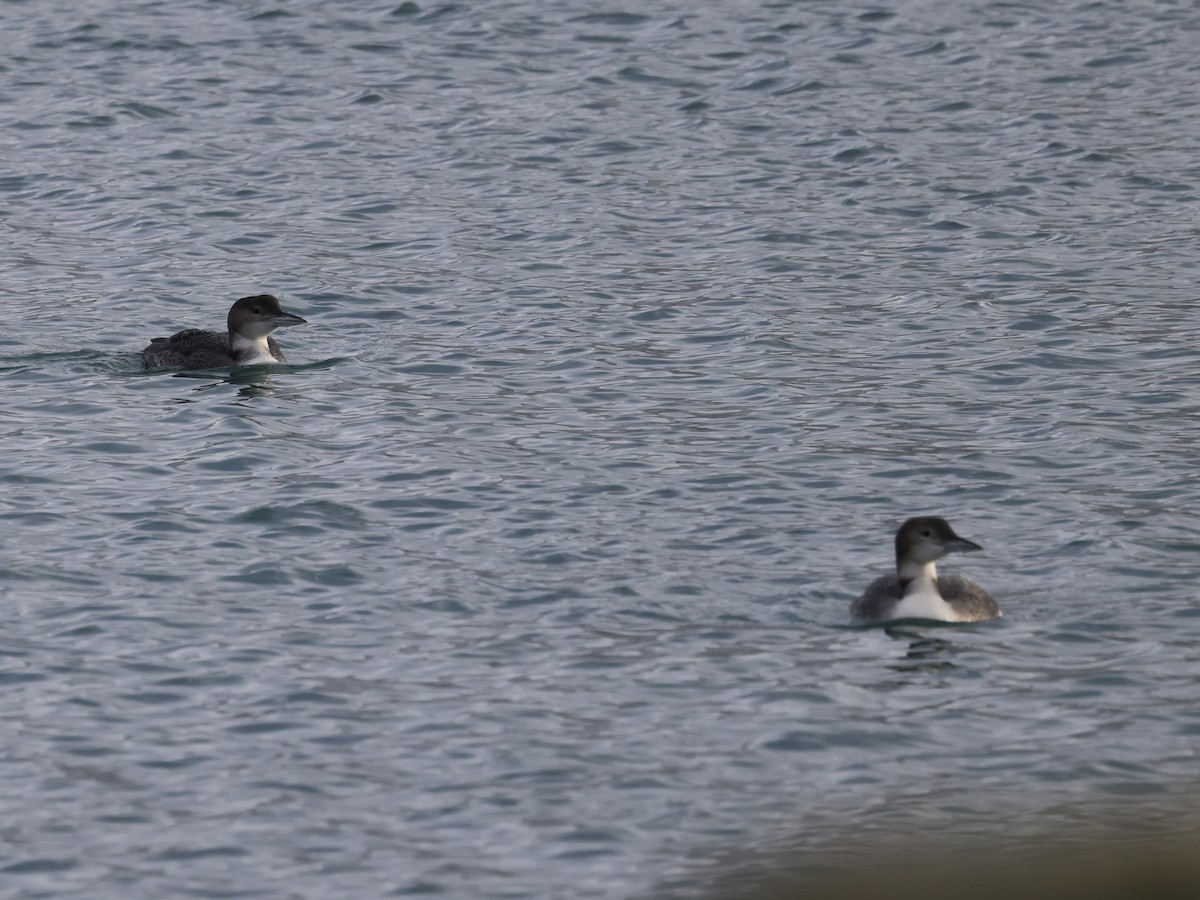 Common Loon - ML647740201