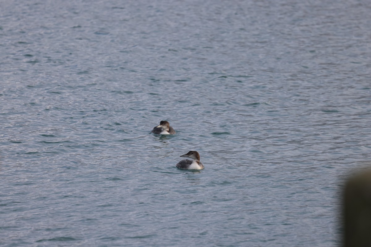 Common Loon - ML647740204