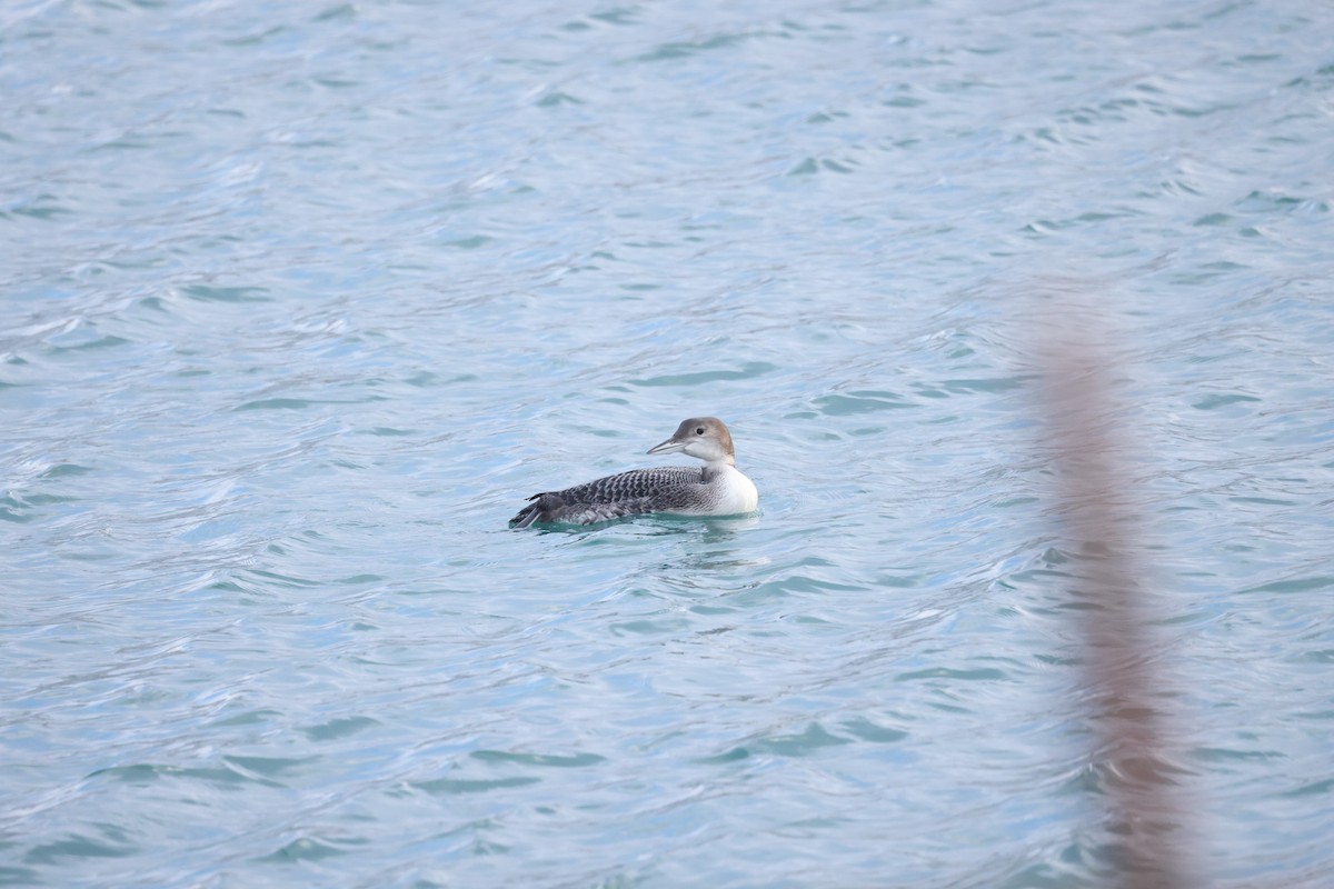 Common Loon - ML647740205