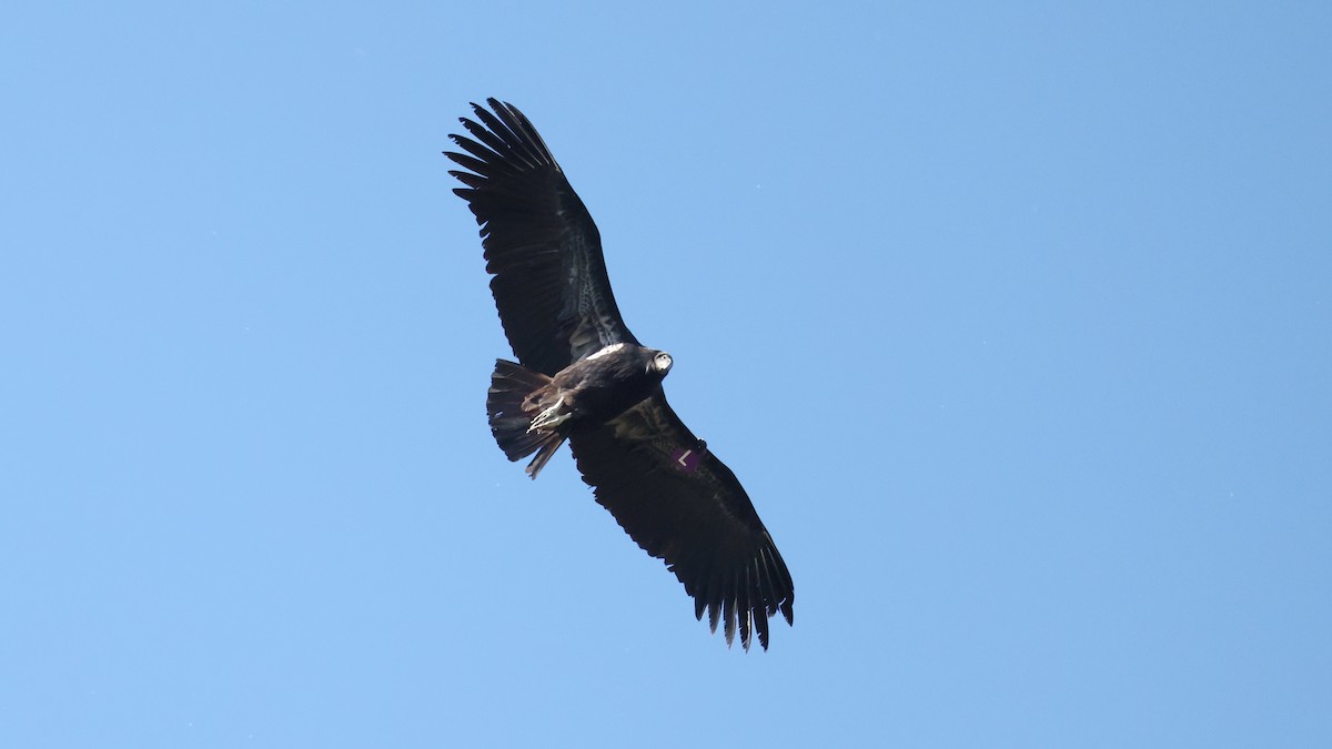 California Condor - ML647740210