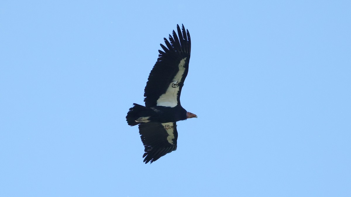 California Condor - ML647740236