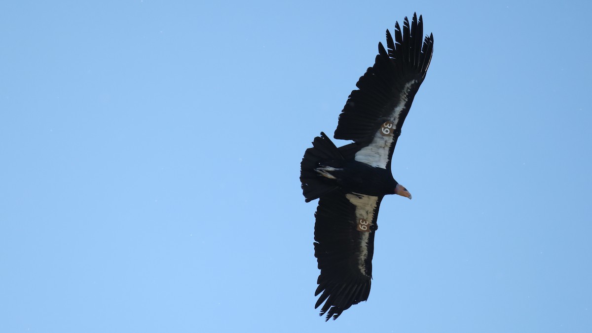 California Condor - ML647740243
