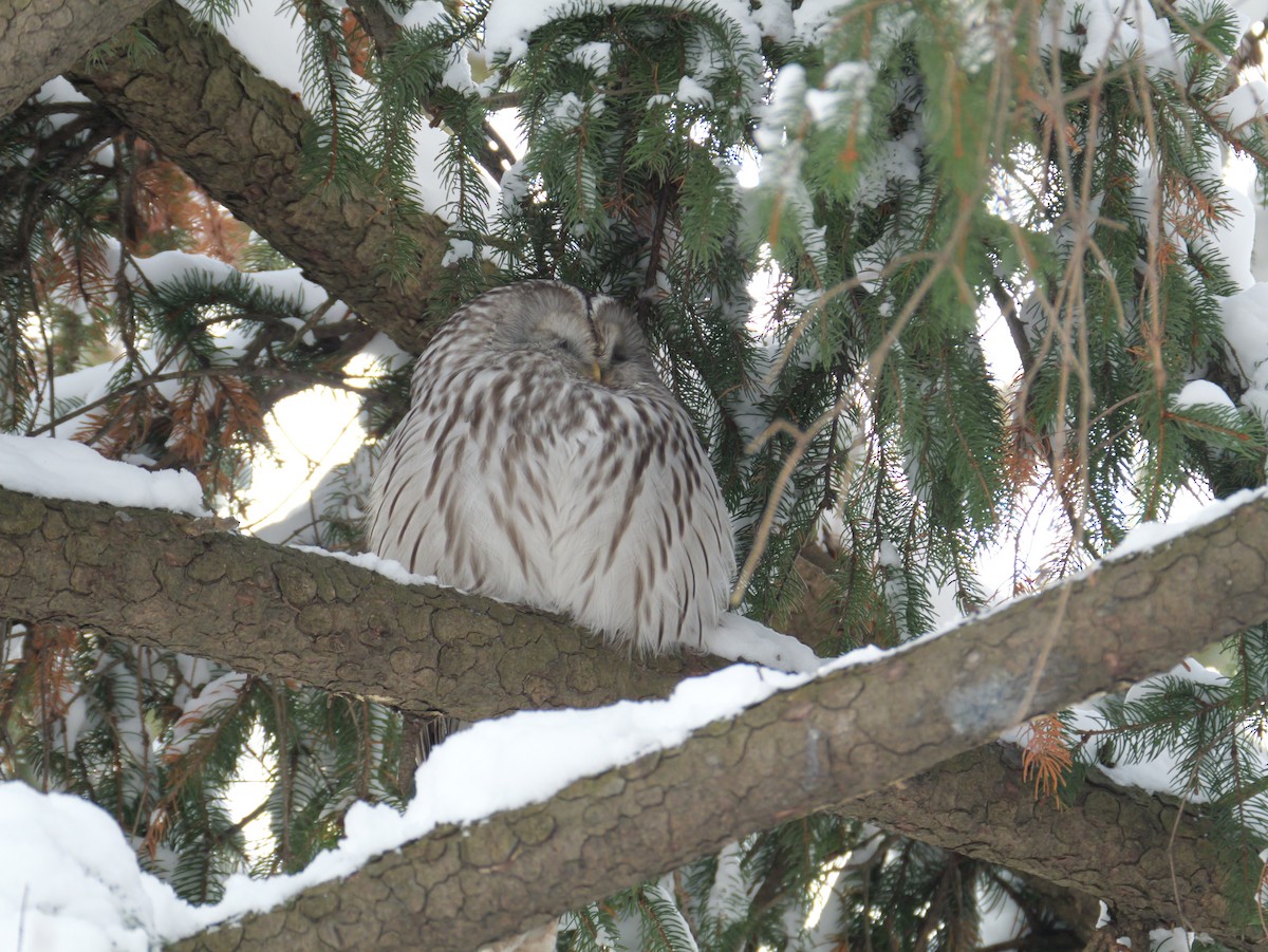 Ural Owl - ML647740267