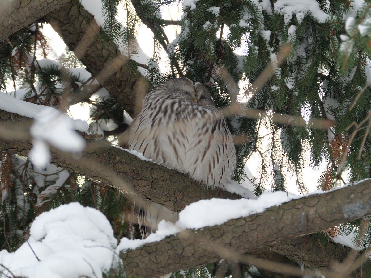 Ural Owl - ML647740268