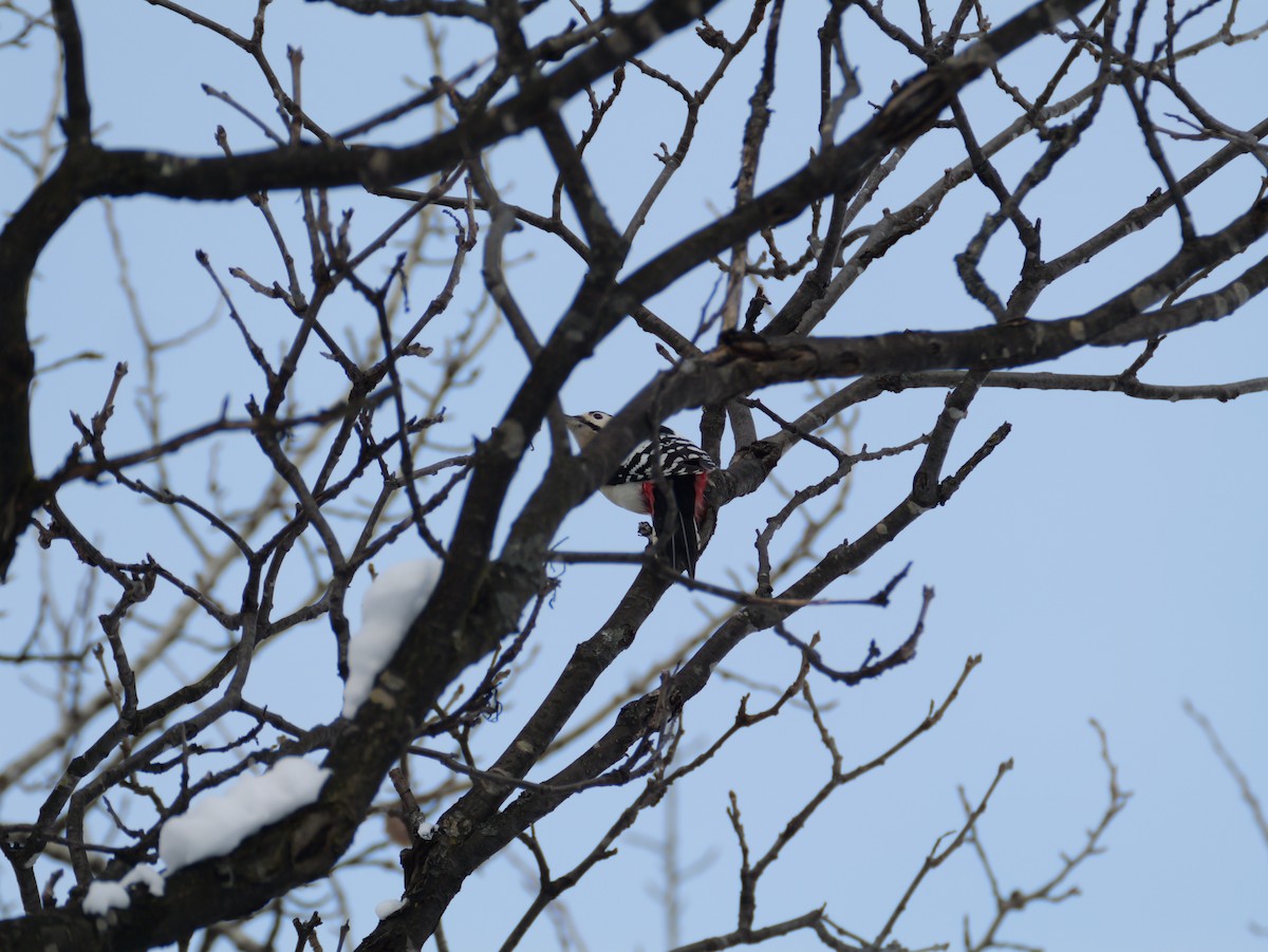 Great Spotted Woodpecker - ML647740269