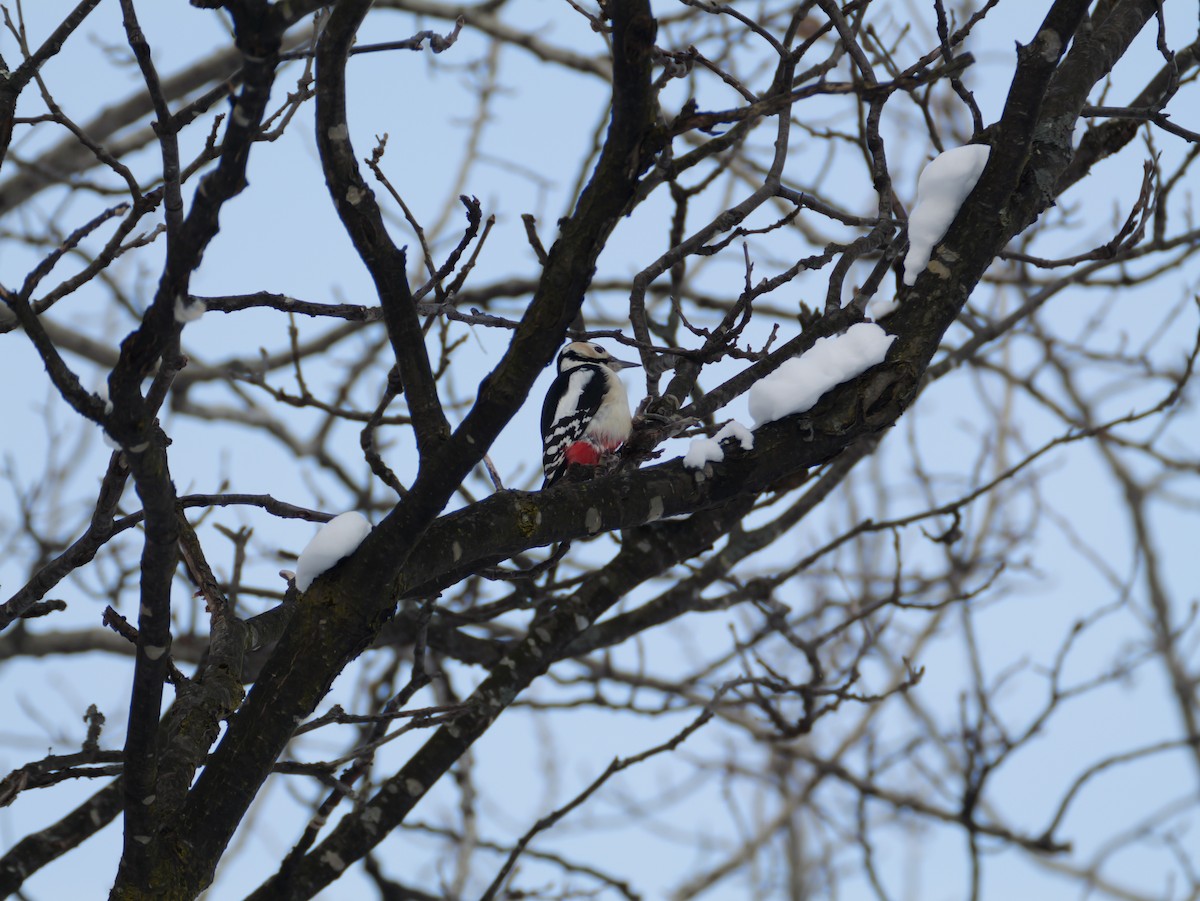 Great Spotted Woodpecker - ML647740270