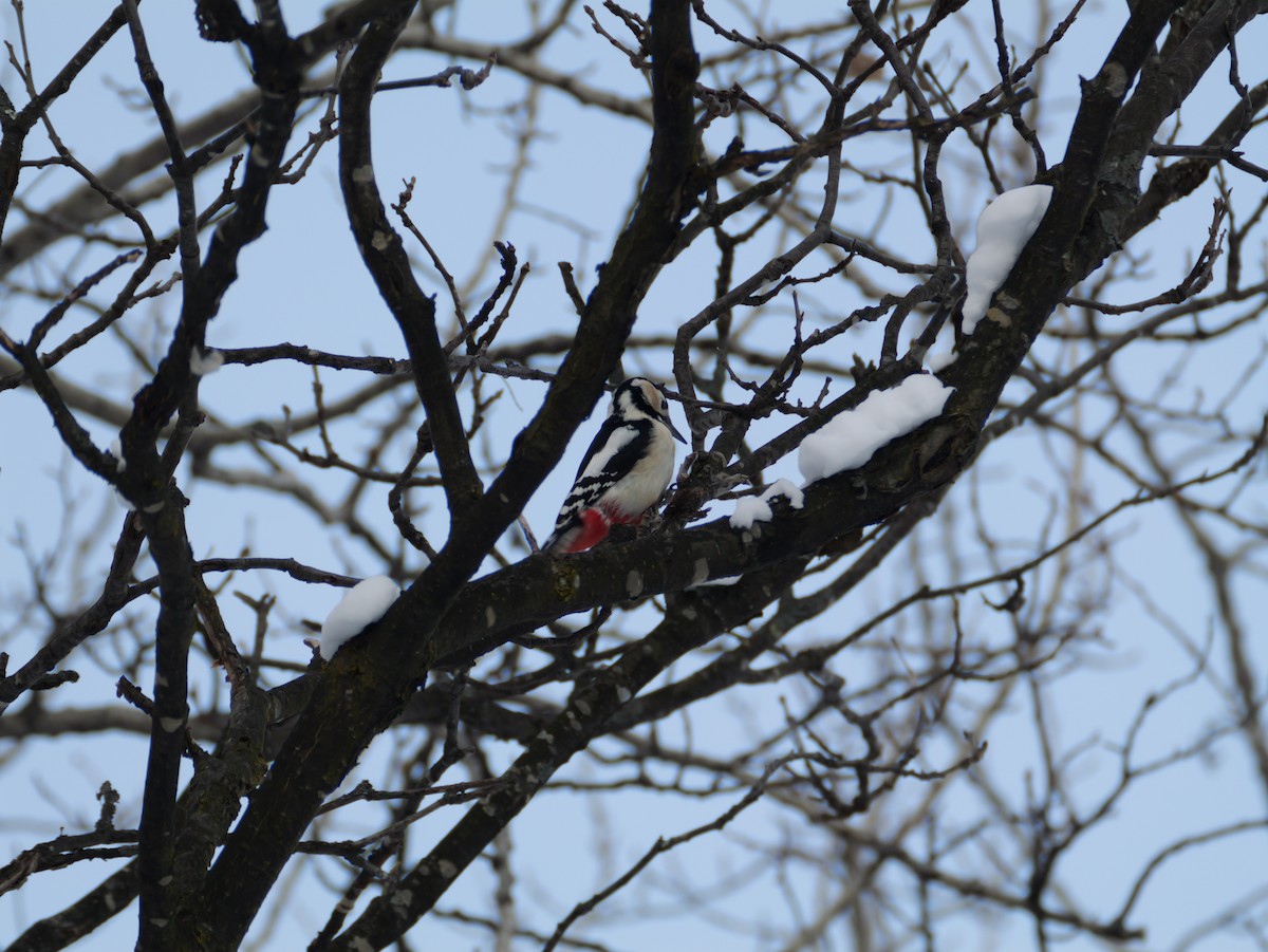 Great Spotted Woodpecker - ML647740271