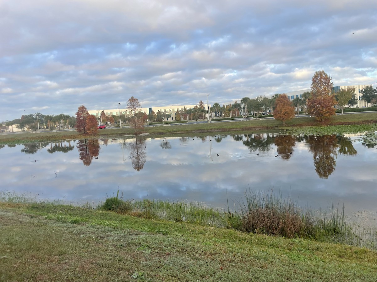 Американская камышница - ML647740281