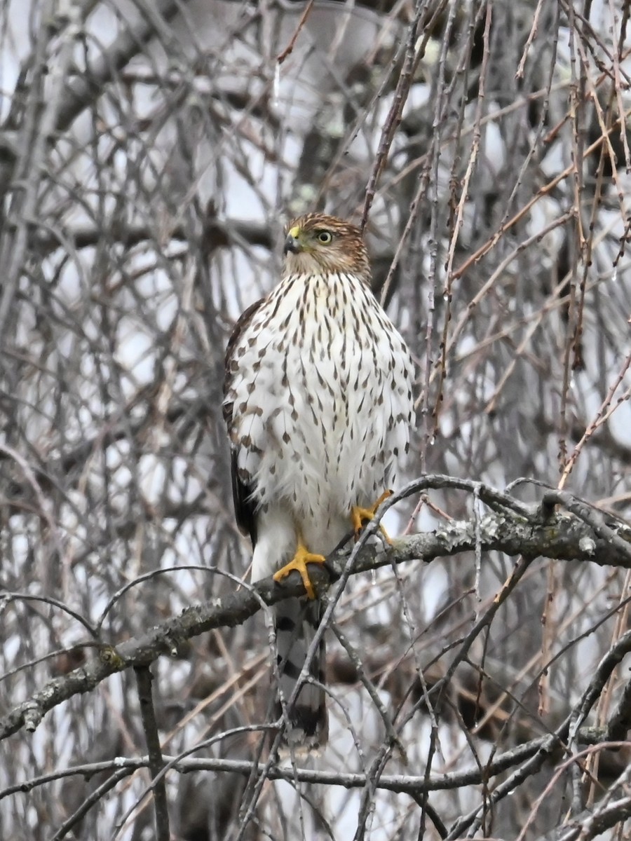 Яструб чорноголовий - ML647740284